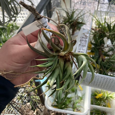 ティランジア | STORES