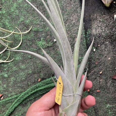 エアプランツ mic Lulu Tube SDC KM54 Style Microphone (PAIR