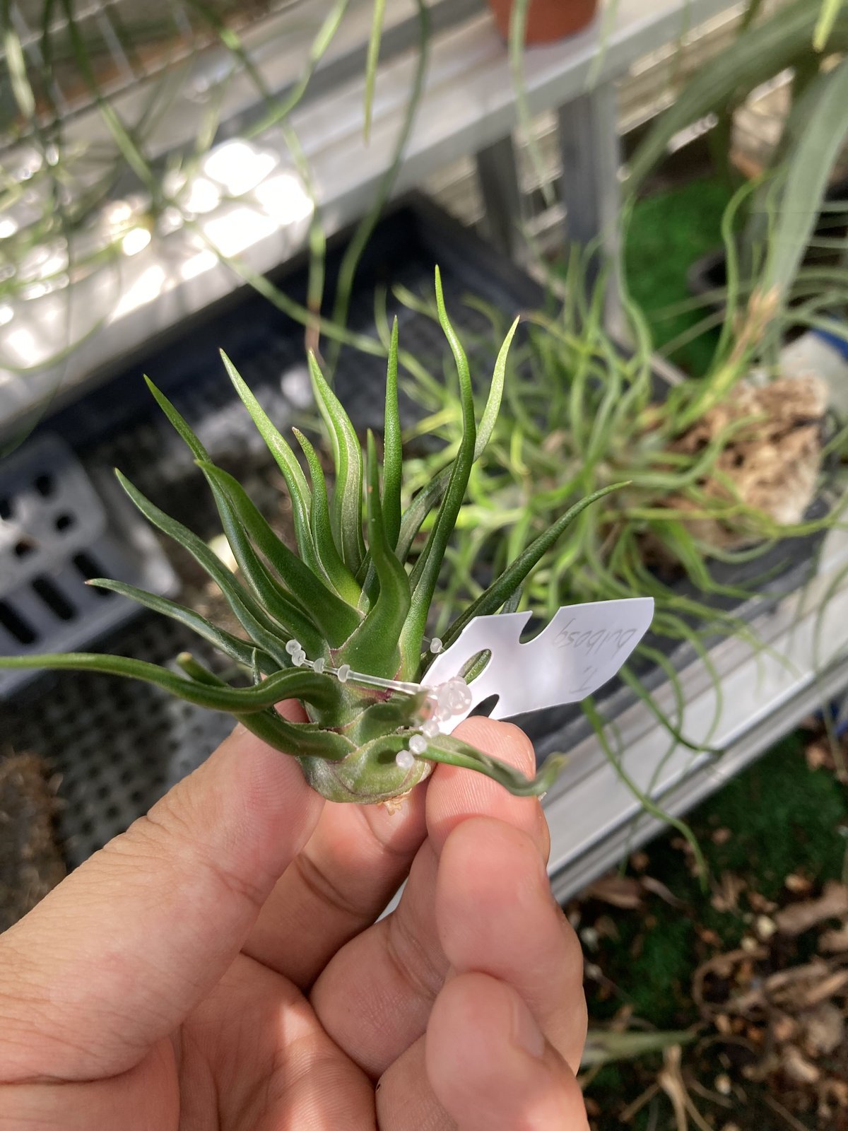 tillandsia bulbosa 'redbull' true Bromeliads in Australia