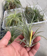 Ꭲ.ionantha Fuego x Ꭲ.chiapensis