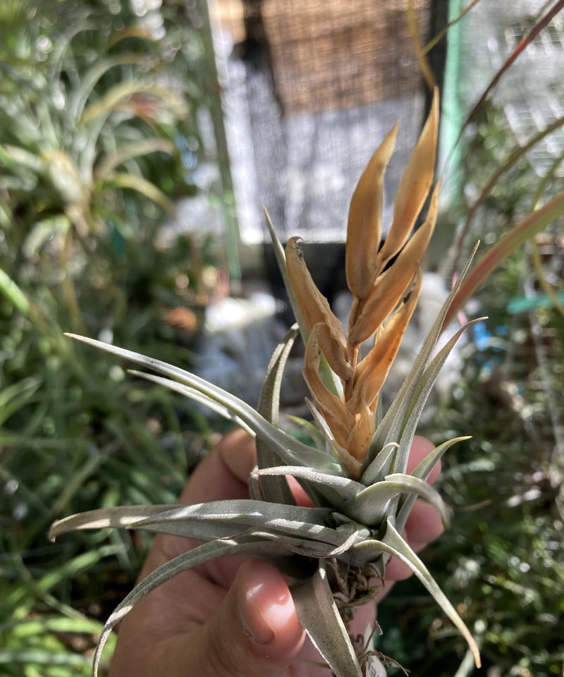 T.hegeri | 【Good Field】エアープランツ専門店