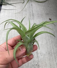 【送料無料】'Kraken'〔エアプランツ〕現品発送T5147 送料無料】'Kraken'〔エアプランツ〕現品発送T5147