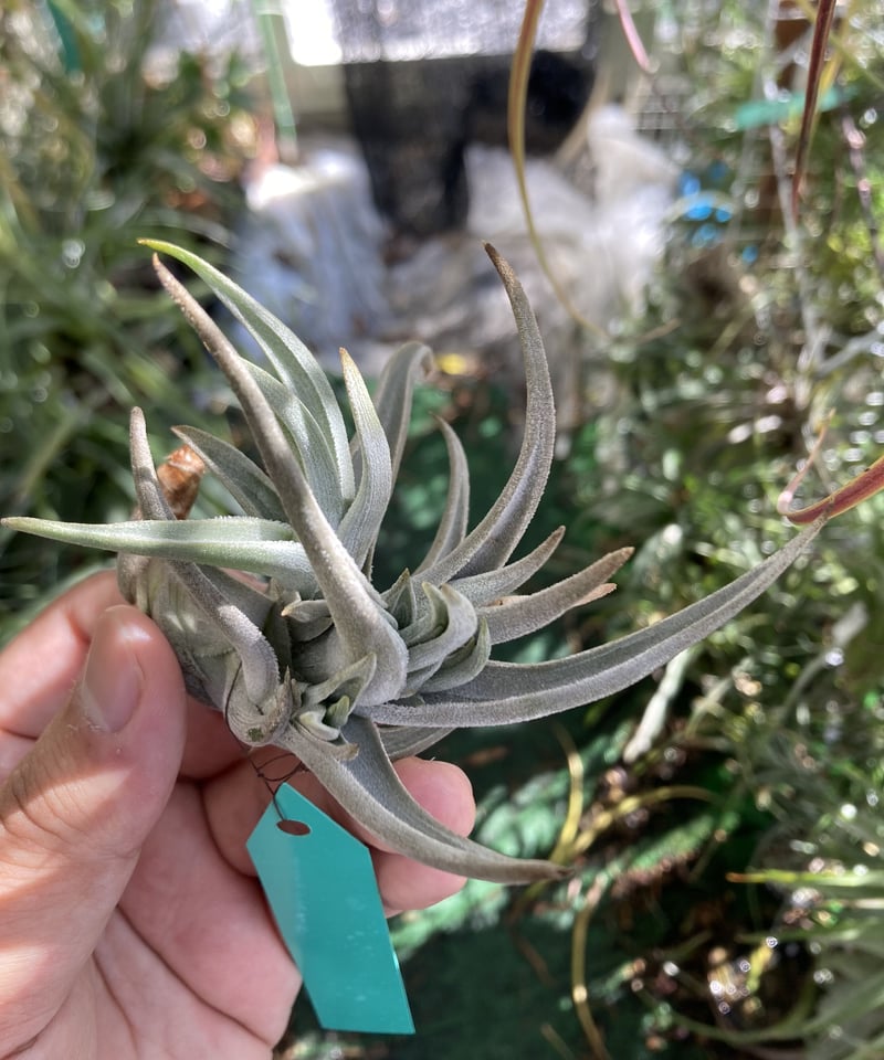 【新種記載中】T. aff. xiphioides T'S TROPICALS 新種記載中】T. aff. xiphioides T'S TROPICALS
