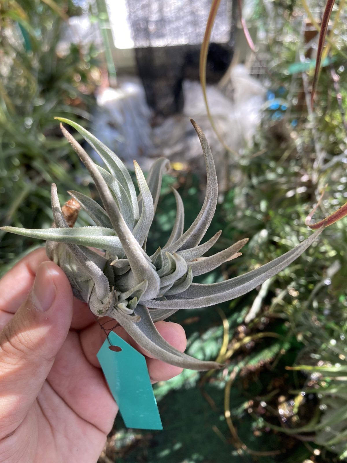 【新種記載中】T. aff. xiphioides T'S TROPICALS 新種記載中】T. aff. xiphioides T'S TROPICALS