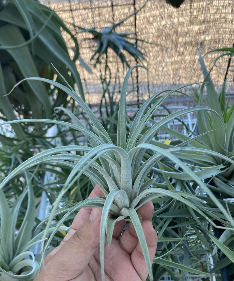 チランジア Pang Maralyn T.Pang Maralyn (xerographica×ionantha) | 【Good