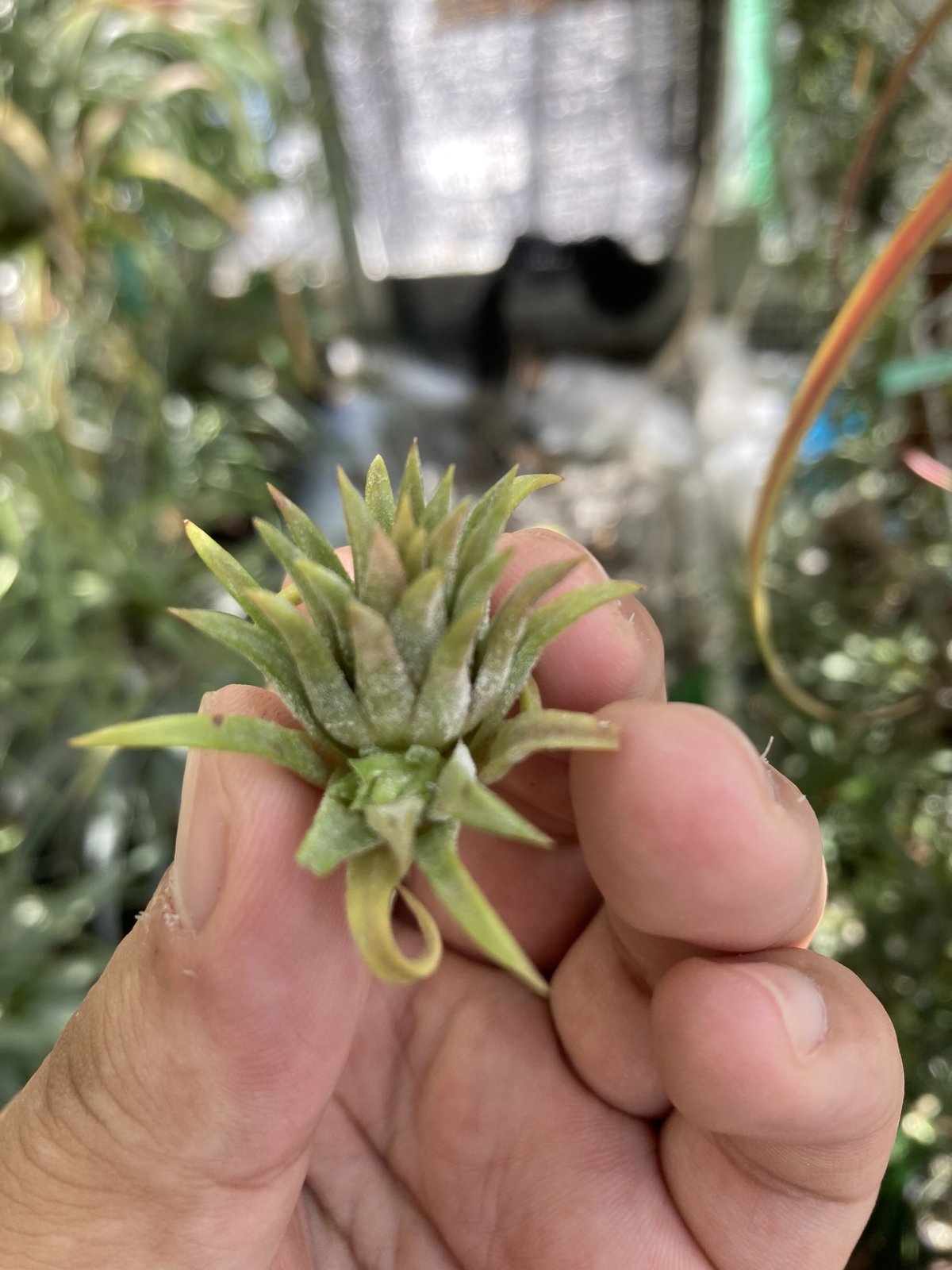 T.ionantha Truchlik | 【Good Field】エアープランツ専門店