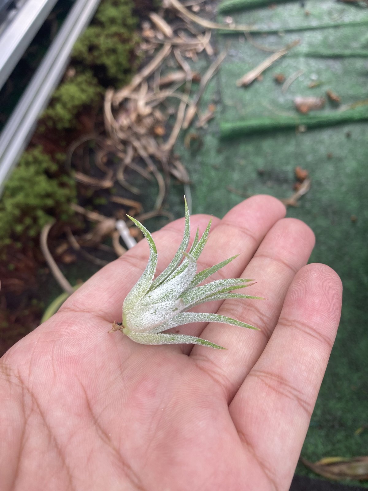 ブロメリア・エアープランツ ionantha 'Orange Blush' イオナンタ