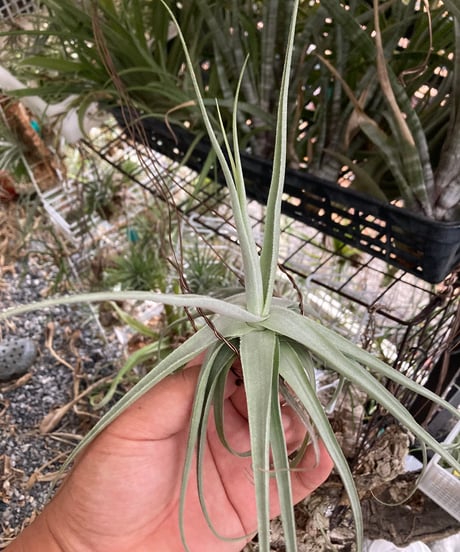 New Tillandsia Handbook ハードカバー New Tillandsia Handbook ハードカバー Amazon | Tillandsia II