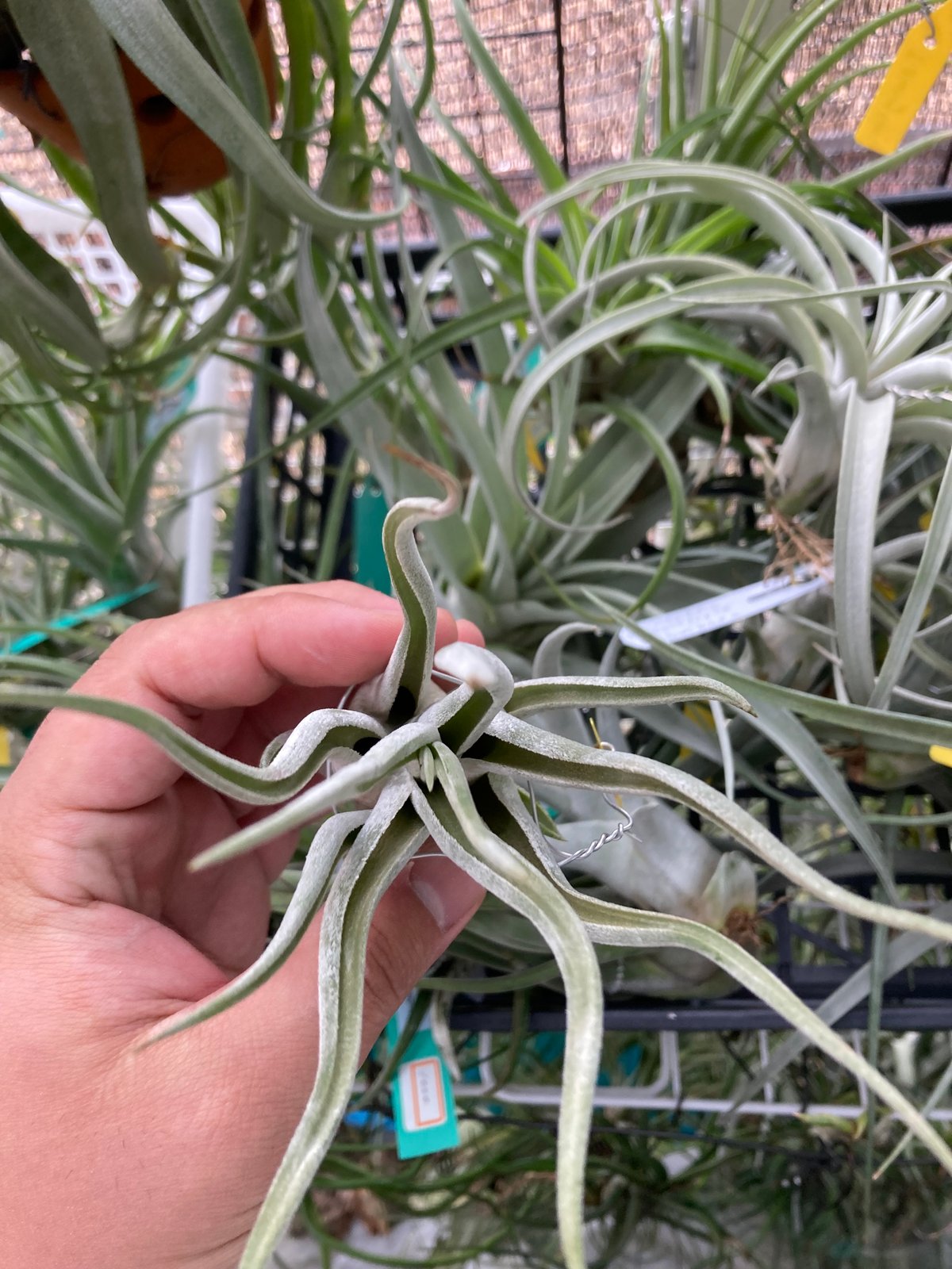 Ꭲ.caput-medusae Sonoran snow | 【Good Field】エアープ