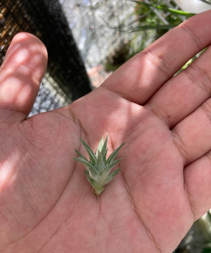 Tillandsia Vanhyningii Minor 速達発送 Tillandsia Vanhyningii Minor 速達発送