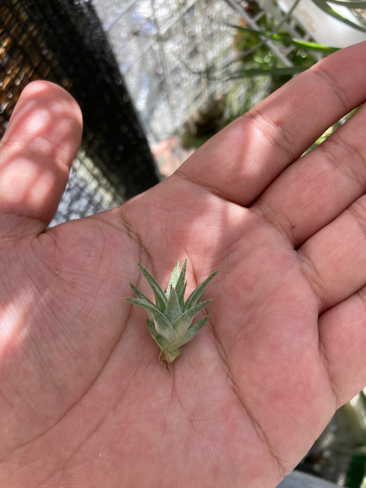 Ꭲ.ionantha ver. vanhyningii Minor | 【Good Field Ꭲ.ionantha ver. vanhyningii Minor | 【Good Field