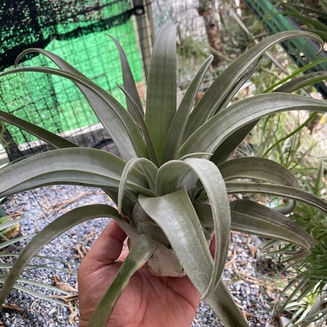 超希少❗️縞模様❗️サイズ特大❗️チランジア　ヒルダエ✨ Resultados de búsqueda de 