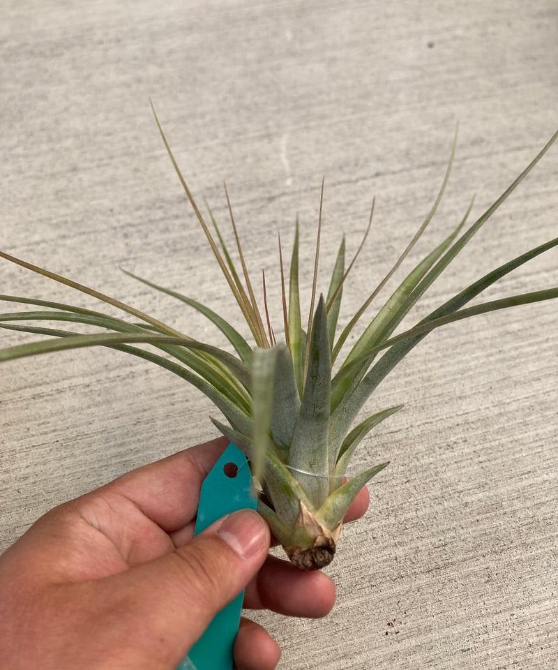 チランジア Awesome Amber 【公式通販】