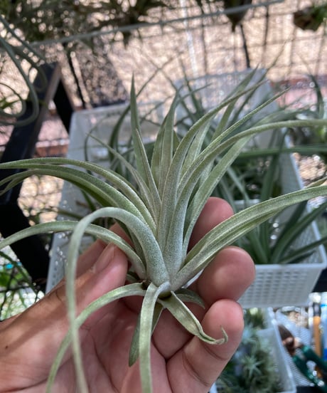 CATEGORY Tillandsia | 【Good Field】エアープランツ専門店