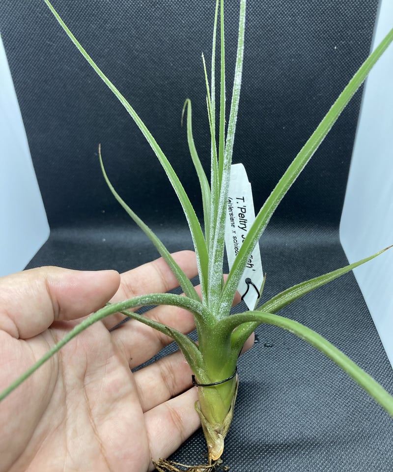 チランジア Peltry Jellyfish Tillandsia Peltry Jellyfish (Tillandsia ehlersiana x