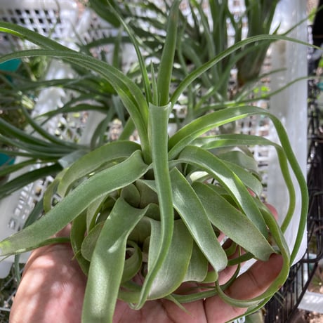 STORES エアープランツの検索結果