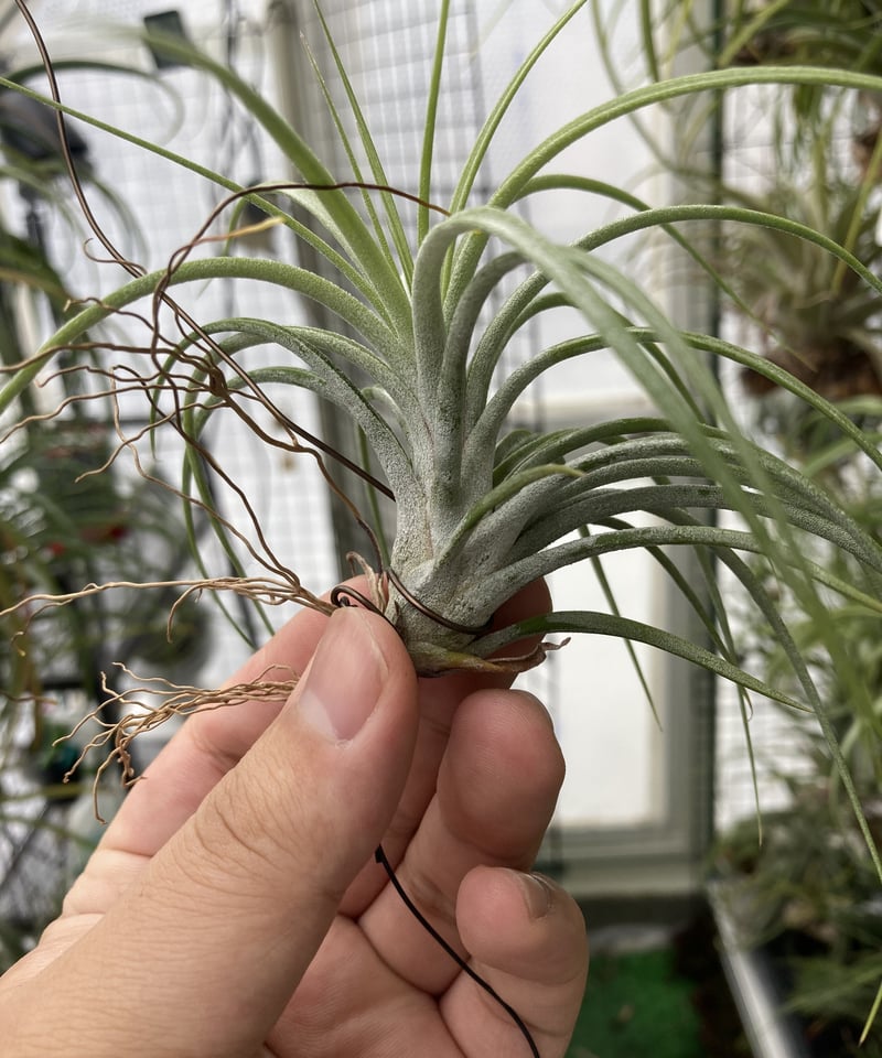 Ꭲ.Pang's Idea ((exserta x fasciculata)× Tall Ve