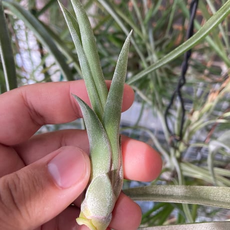 ティランジア | STORES