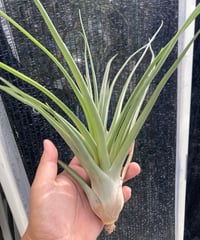 T.Kraken | 【Good Field】エアープランツ専門店