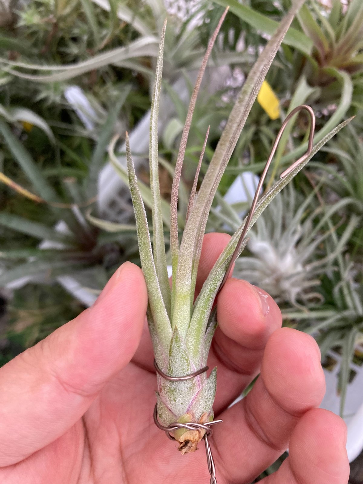 チャピたま様 プラナロム ローズオットー、ユーカリラディアタ