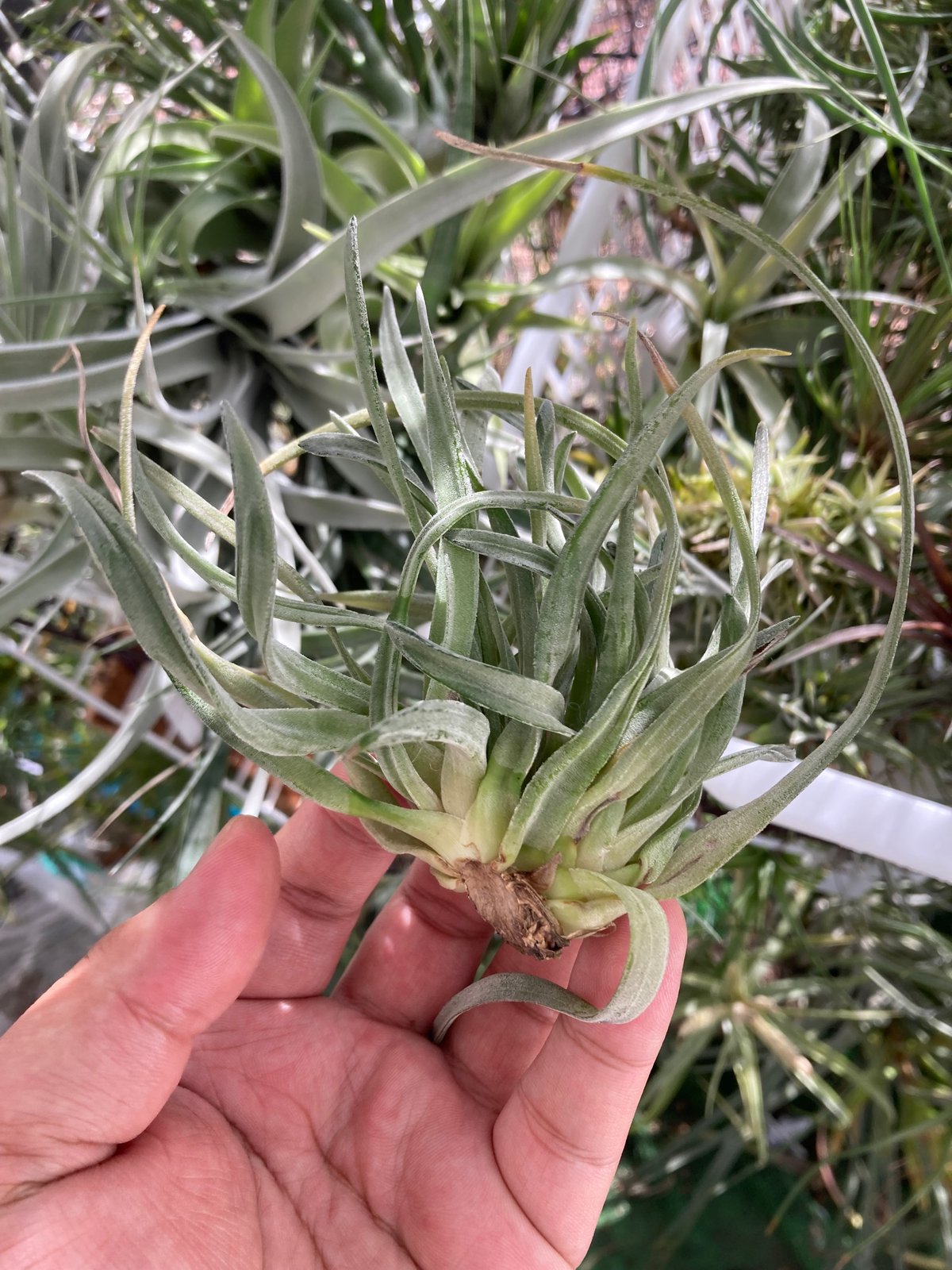 【ネコポス】CocoWeli Plants様 とし＠置くとこない on X