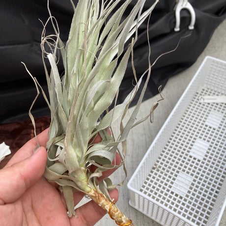 【みぃこどん】Tillandsia 4点セット Tillandsia mix (60 pcs) - Corsa Webshop B.V. air plants and Tillandsia