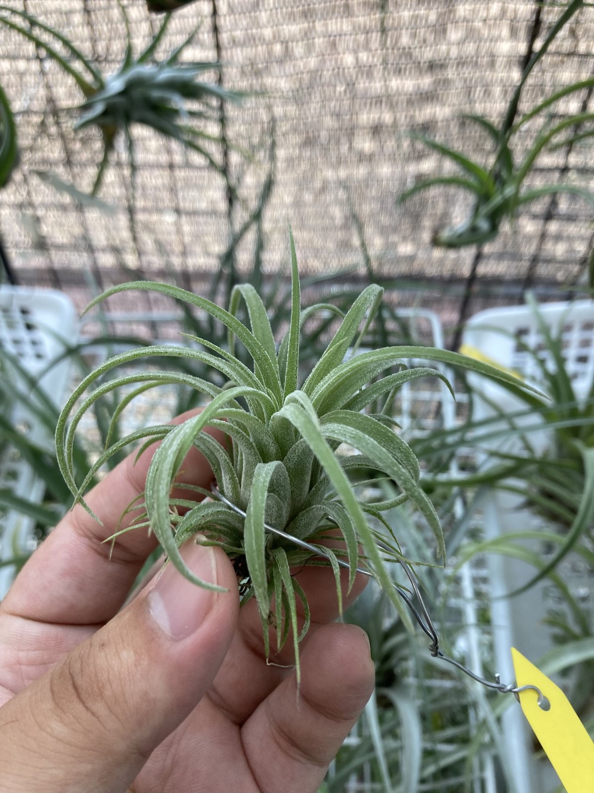 Ionantha Ron × Streptophylla Belize 速達発送 Ionantha Ron × Streptophylla Belize 速達発送