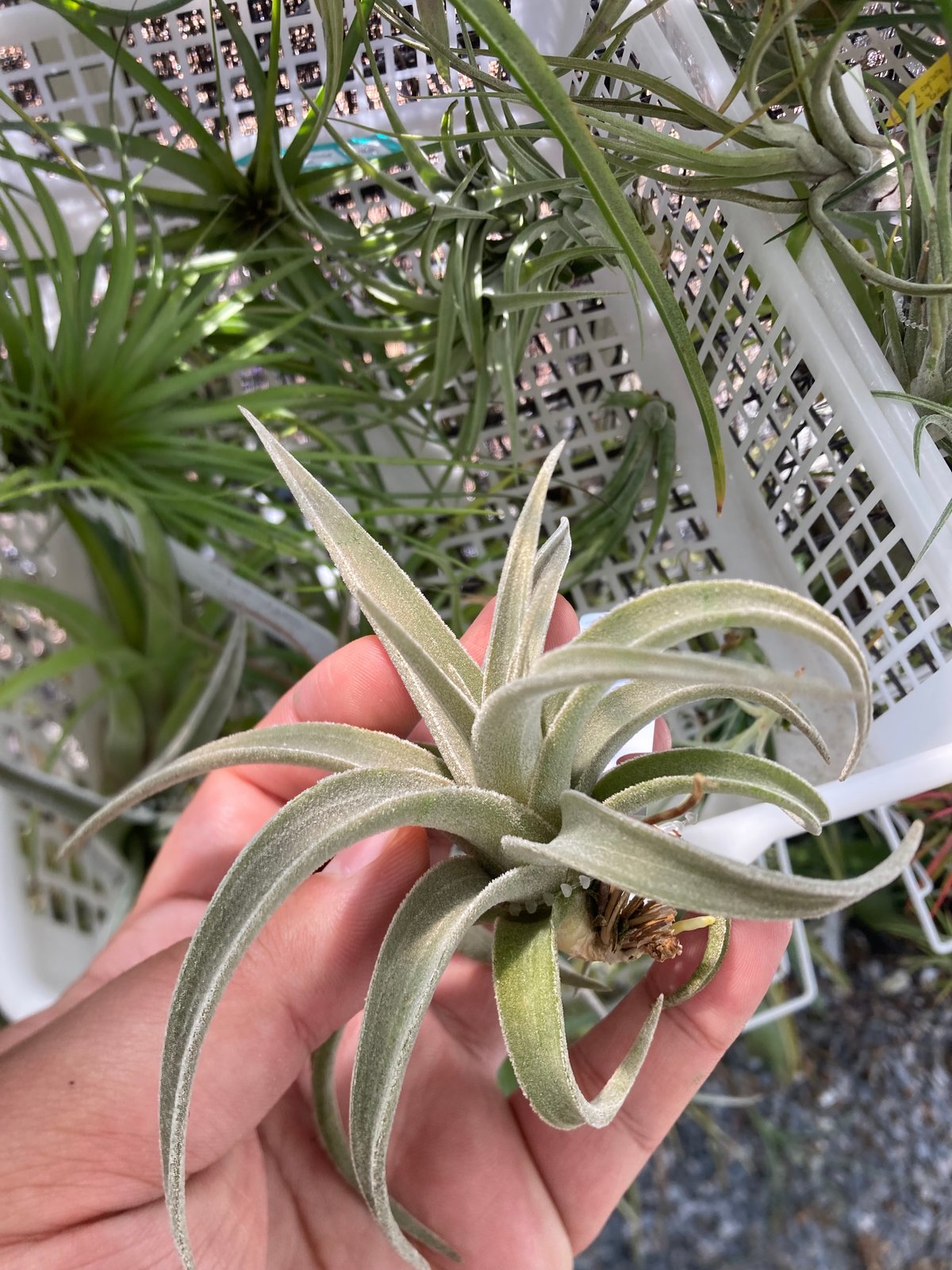 Tillandsia ラティフォリア レウコフィラ② Tillandsia ラティフォリア レウコフィラ② チランジア ラティフォリア