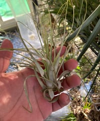 T.ionantha var. vanhyningii Variegated | 【Good