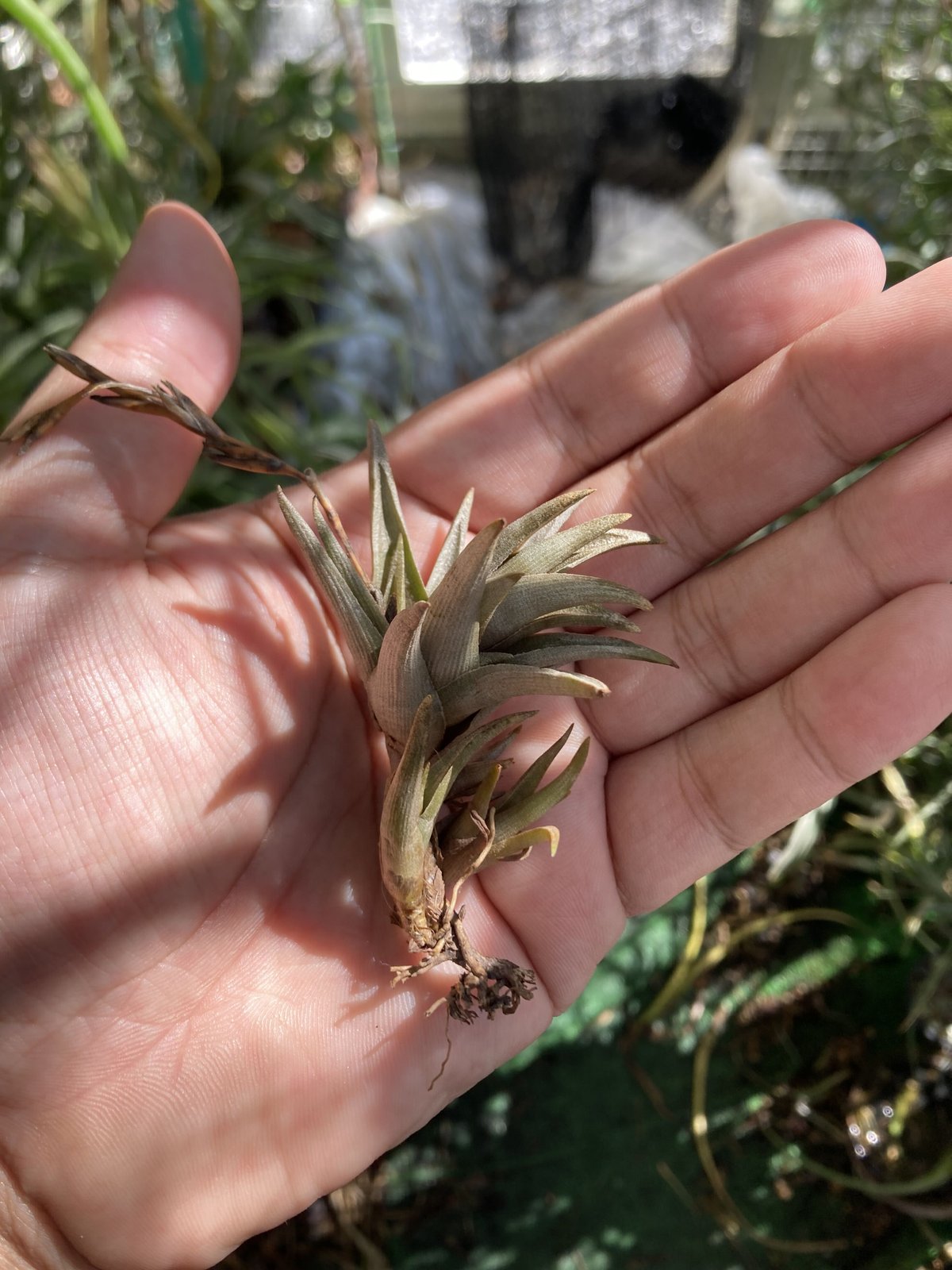 エアープランツ　ペイラノイ fit=scale-down,w=1200