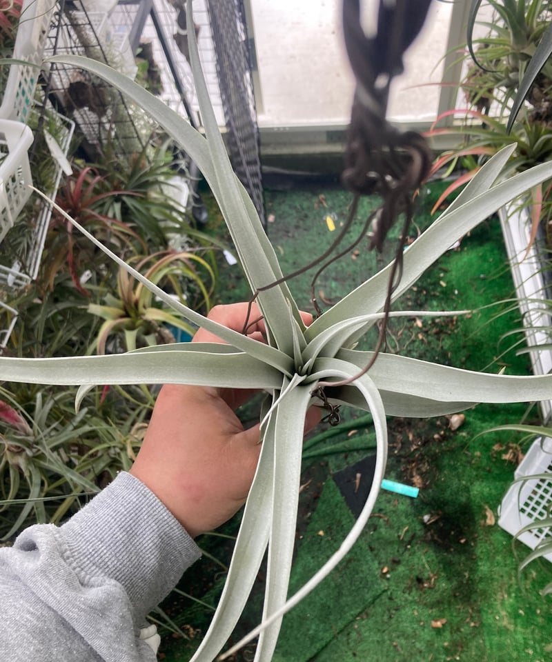 T.Silver Torch (xerographica × chiapensis) | 【G