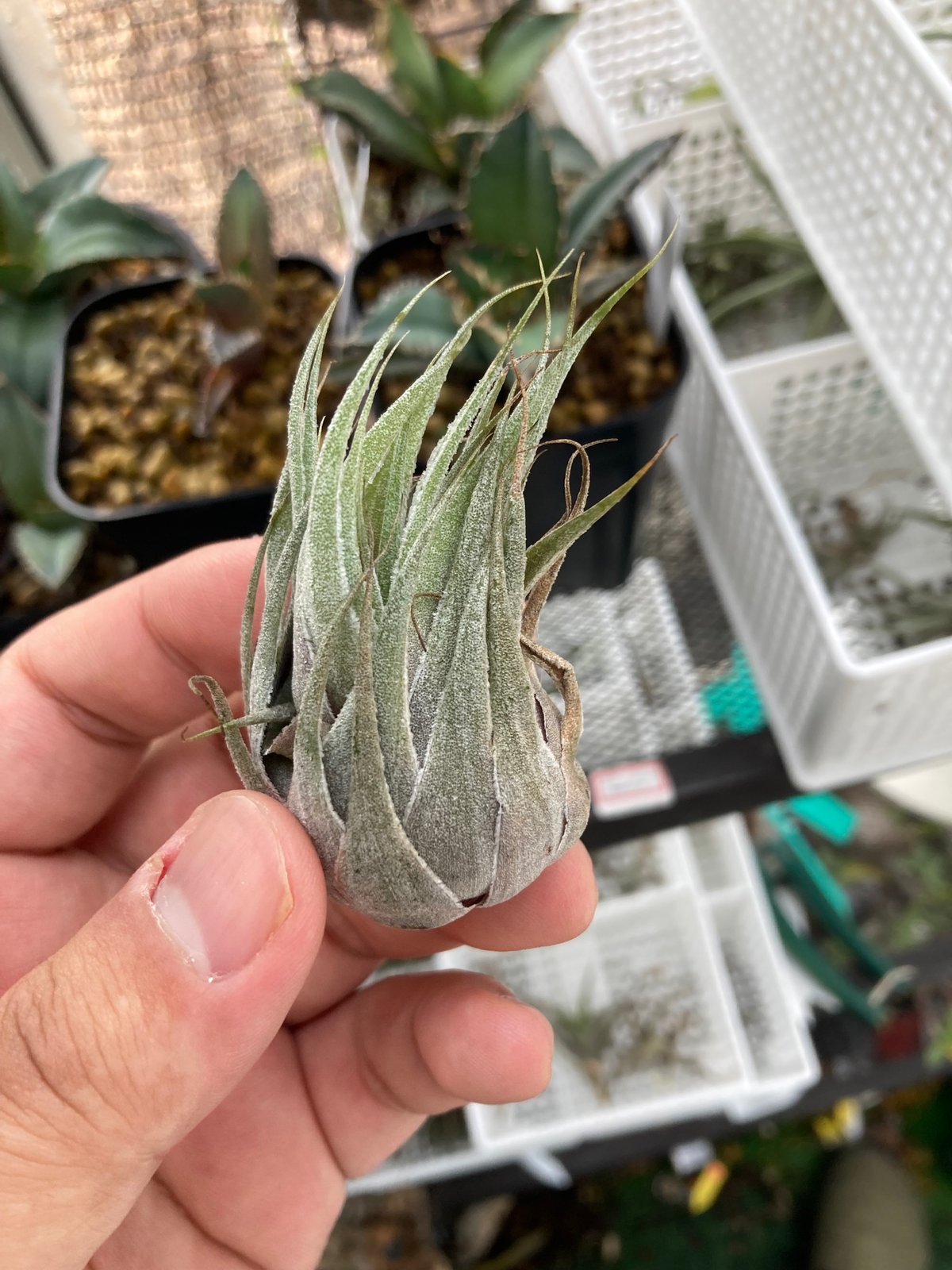 Tillandsia Heubergeri var Gigantea 速達発送 Tillandsia Heubergeri var Gigantea 速達発送 - メルカリ