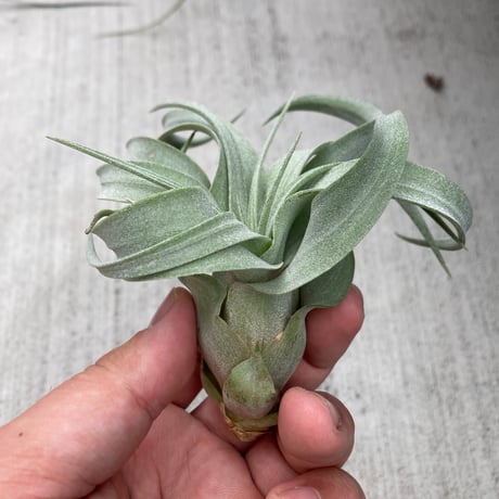 ティランジア | STORES