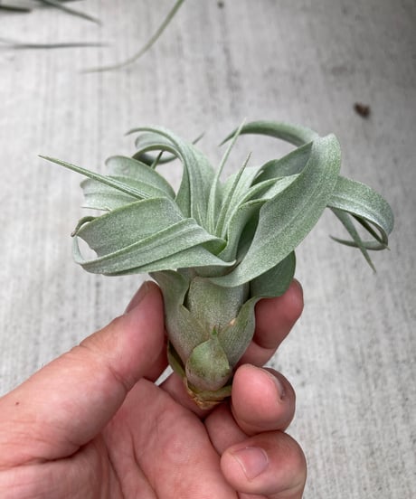 CATEGORY 交配種 | 【Good Field】エアープランツ専門店