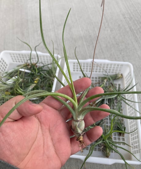 ブロメリア・エアープランツ Tillandsia 'Patricia McKeon from Domingo アイテム | 【Good Field】エアープランツ専門店