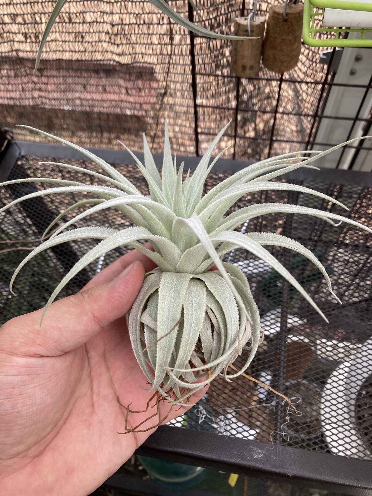 Ꭲ.gardneri var. rupicola | 【Good Field】エアープランツ専門店