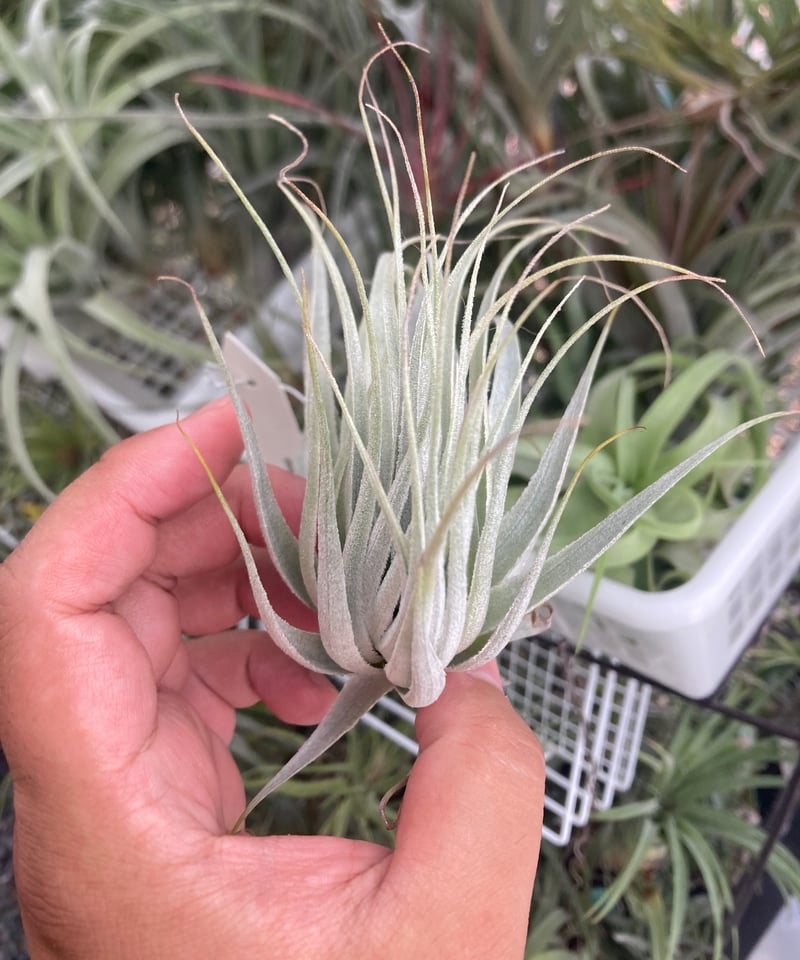 Tillandsia uruguayensis ex. EJG 分け株 欧州産 T.camargoensis | 【Good Field】エアープランツ専門店