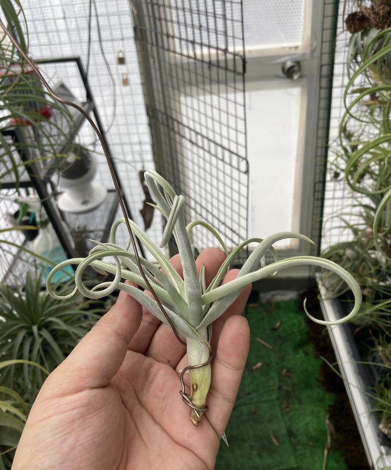 T.duratii thick leaf | 【Good Field】エアープランツ専門店