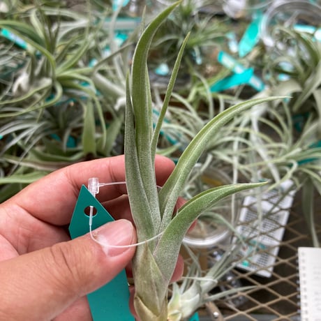 ストレプトフィラ | STORES