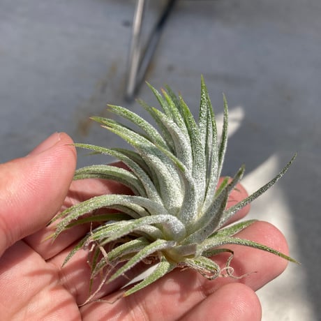 tillandsia | STORES