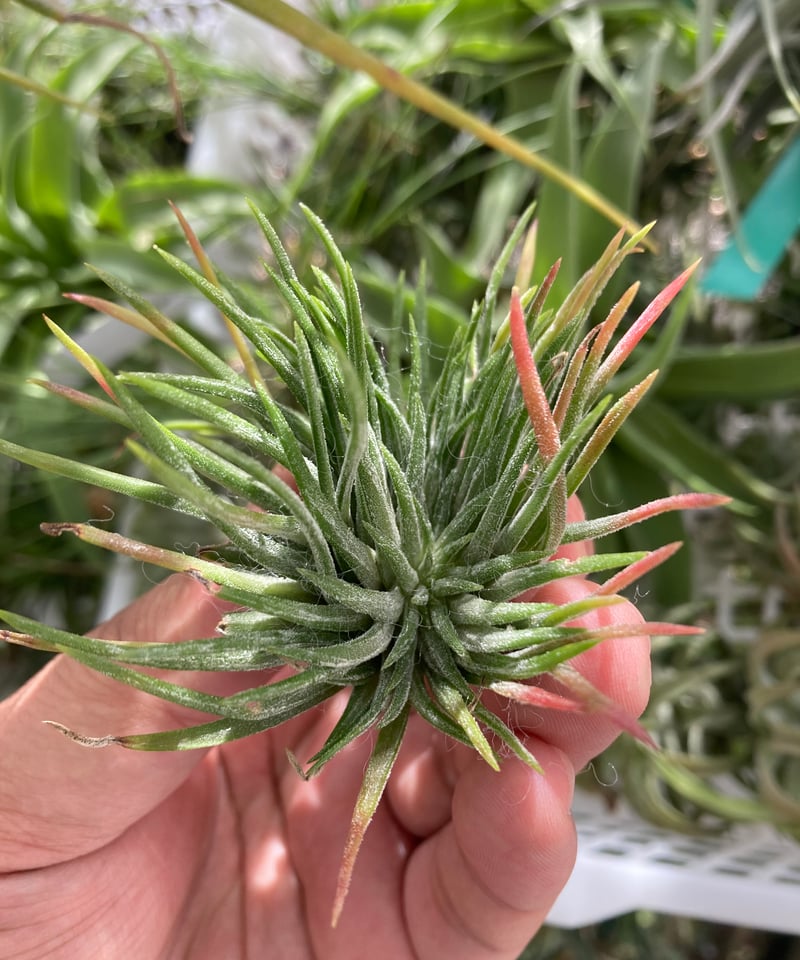 Ꭲ.ionantha Mexico (Crested form) | 【Good Field】