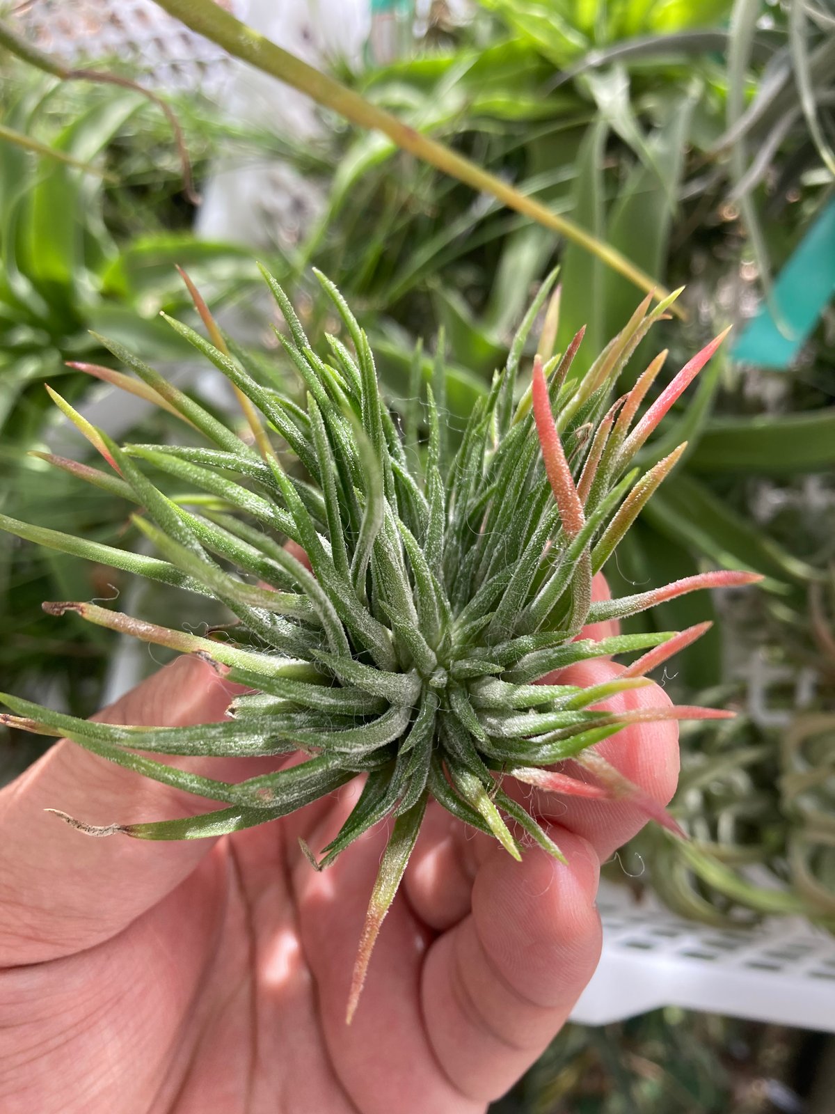 Ꭲ.ionantha Mexico (Crested form) | 【Good Field】