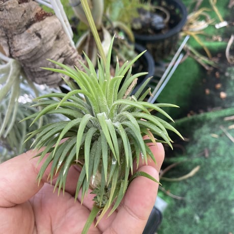 STORES エアープランツの検索結果