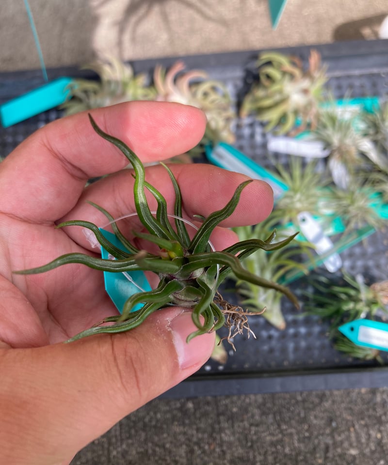 【訳あり】ブルボーサ　タイニーダンサー　Bulbosa tiny dancer Amazon.co.jp: (現品) チランジア ブルボーサ 'タイニーダンサー
