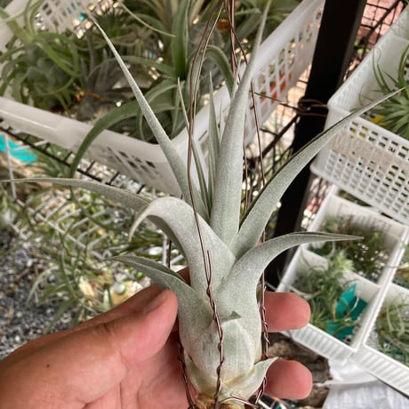 ブロメリア・エアープランツ A. Chocolate x N. Blushing Tiger N0592 ブロメリア・エアープランツ A. Chocolate x N. Blushing Tiger