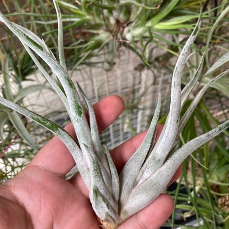 ティランジア | STORES