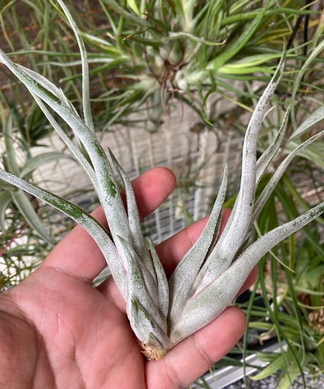 CATEGORY Tillandsia | 【Good Field】エアープランツ専門店