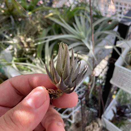 tillandsia | STORES