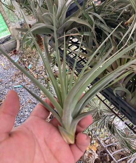 duratii 3XL Multiple Heads〔エアプランツ〕T3057 コレクターズスペシャル(2018/11/23更新) – Air Plant Hub