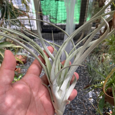 tillandsia | STORES